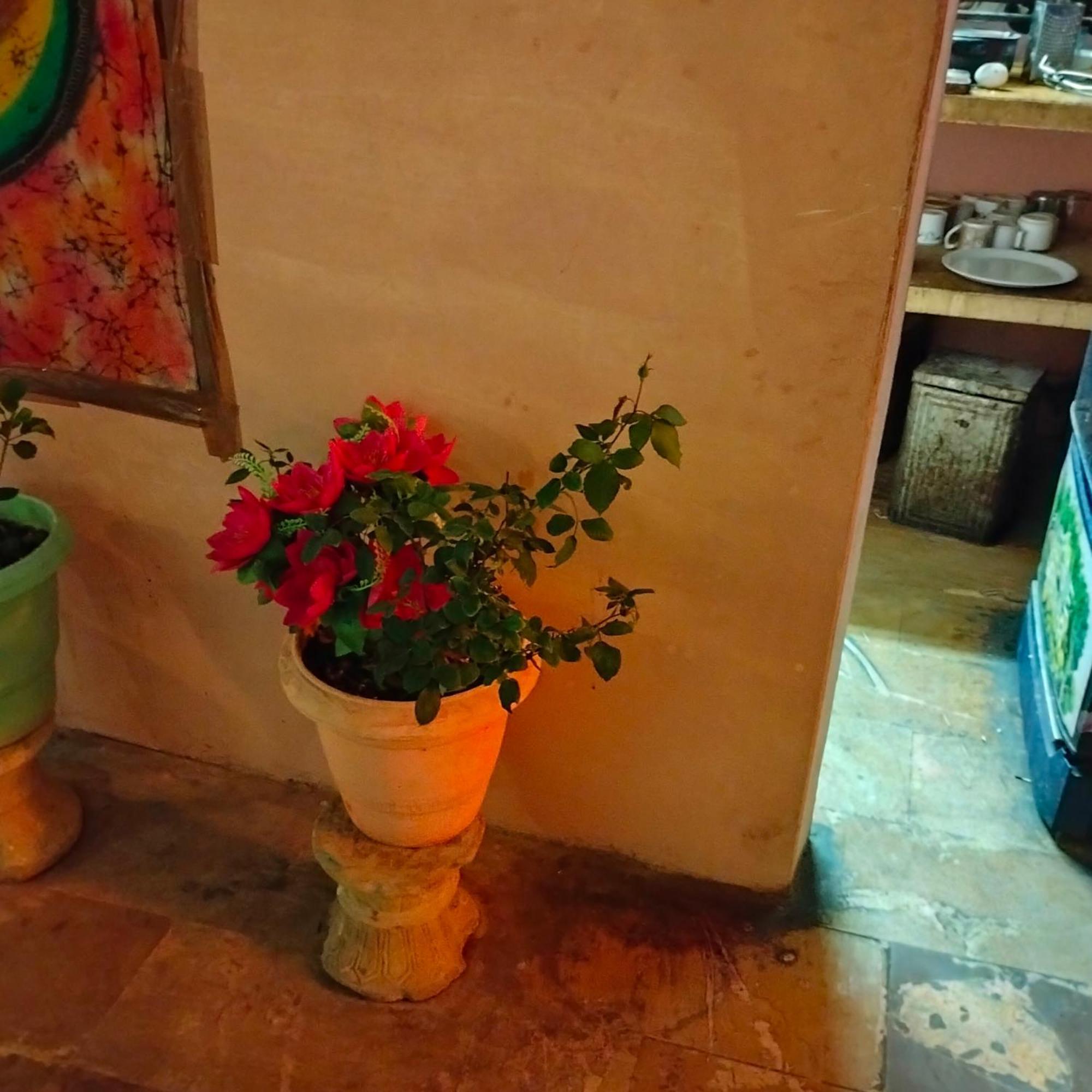 Hostel Desert Home Stay Jaisalmer Eksteriør billede